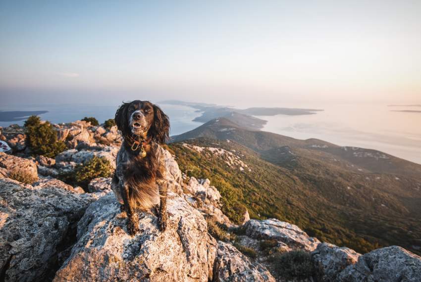 Dog friendly beaches on island  Lošinj 