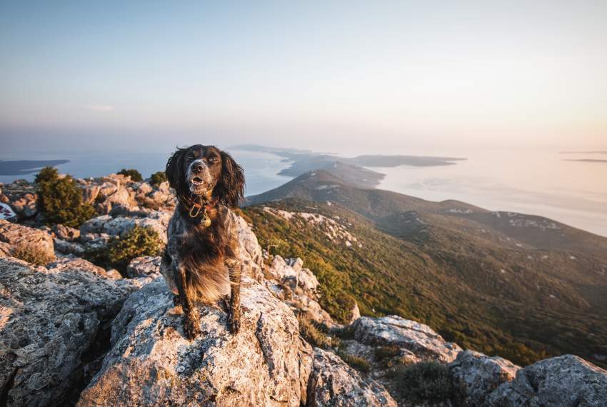 Strände für Hunde