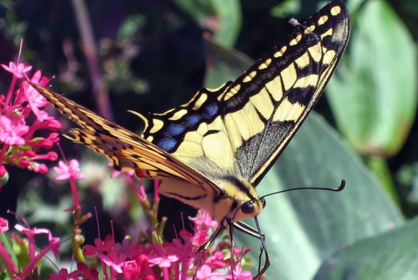 Flora i fauna na Lošinju