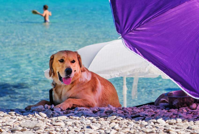 Spiagge per cani a Lussino 