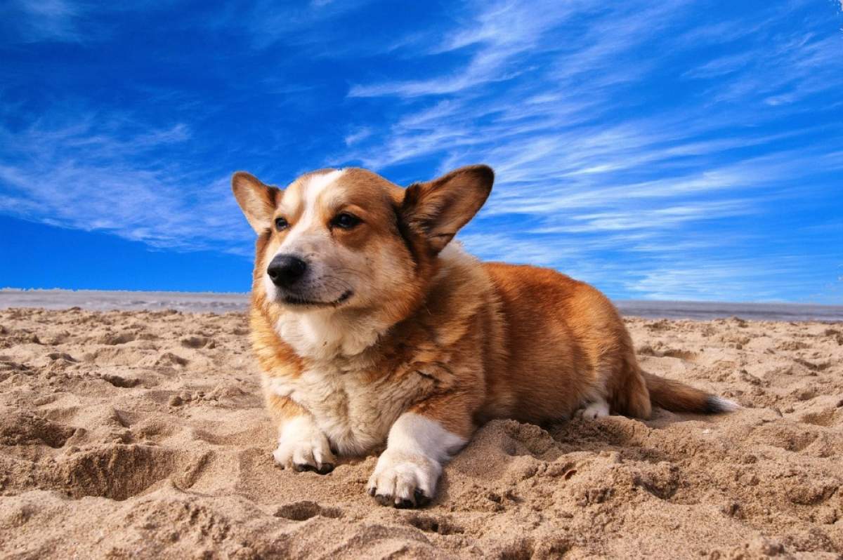 dog-beach-losinj-mediteran