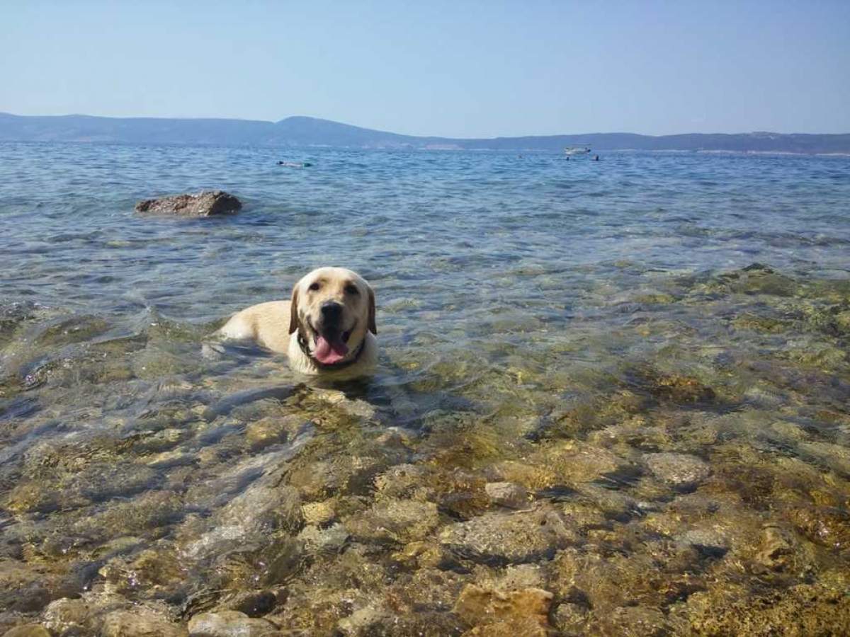 beach-for-dog-mediteran-losinj