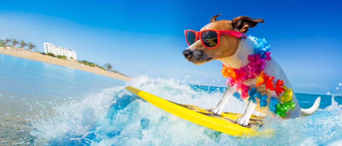 funny-dog-on-beach-mediteran-losinj