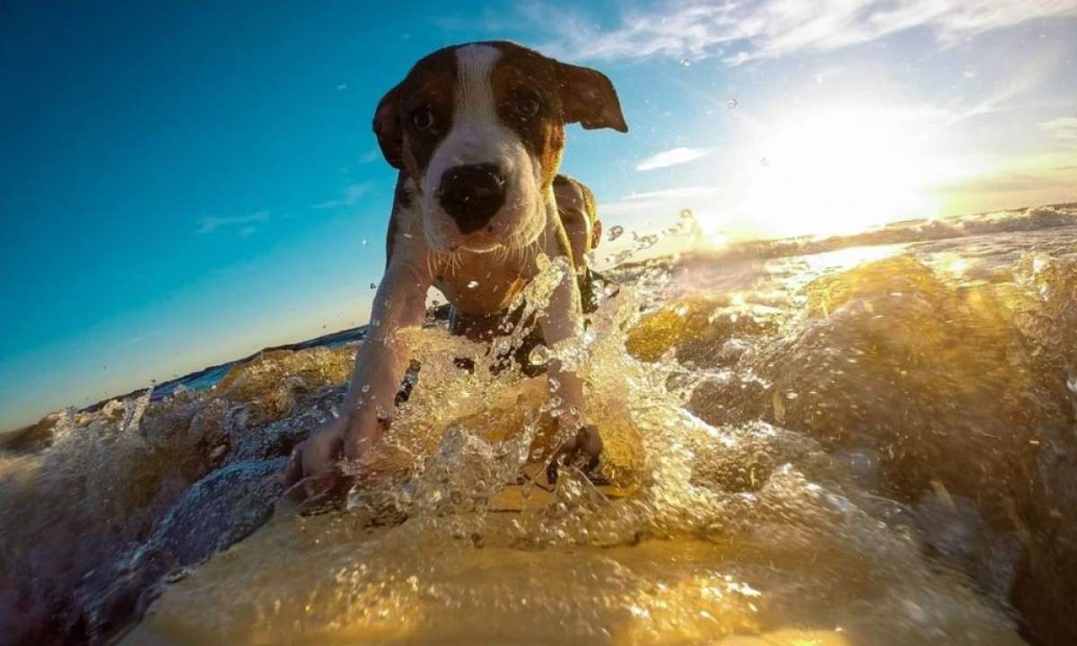 Strände für Hunde - Mediteran Losinj 