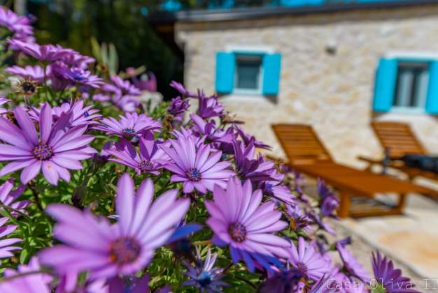 Apartmaji Casa Oliva 2 - Sv Jakov, Hrvaška